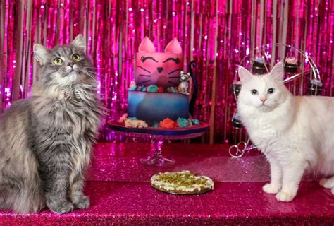 CAT'S PARTY .